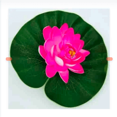 FLOR DE LOTO